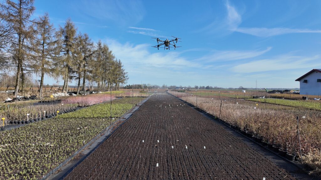 oprysk dronem drzewek w szkółce